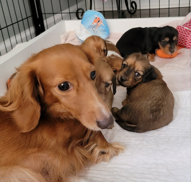 New Puppies. Share NOW. #puppies #dachshunds #baby puppies #eclecticredbarn